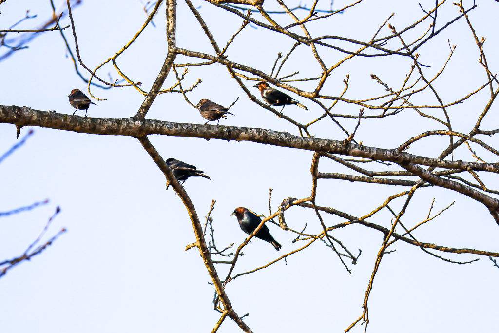 Backyard Birds NH-0148.jpg